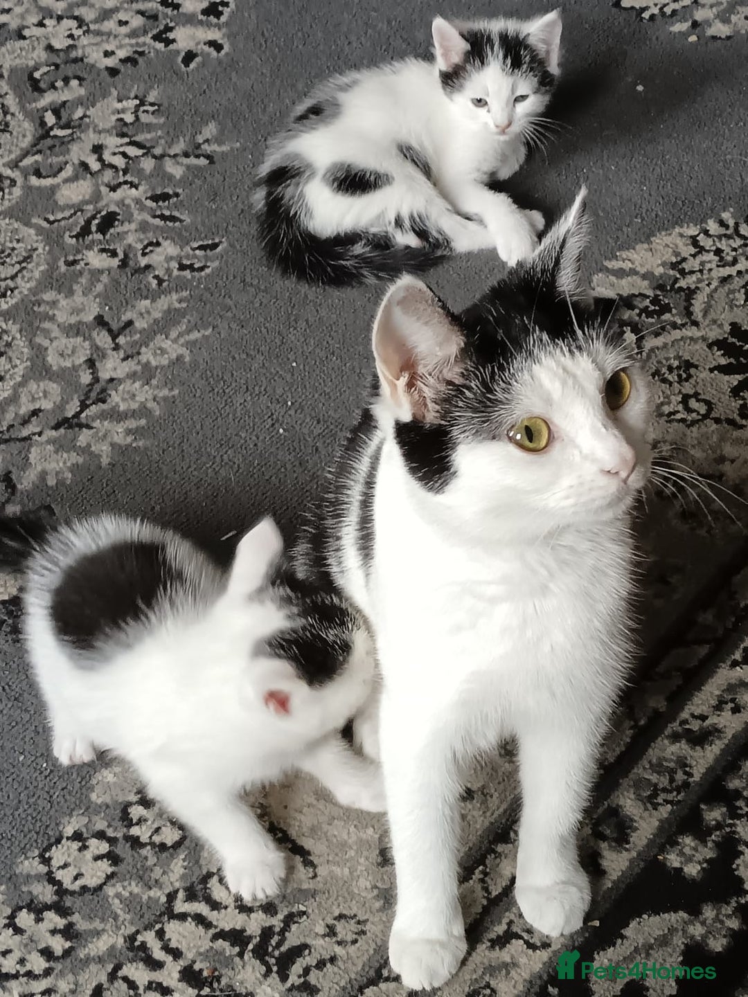 Mixed Breed cats for sale: Gorgeous fluffy sisters in Peterborough - Image 10