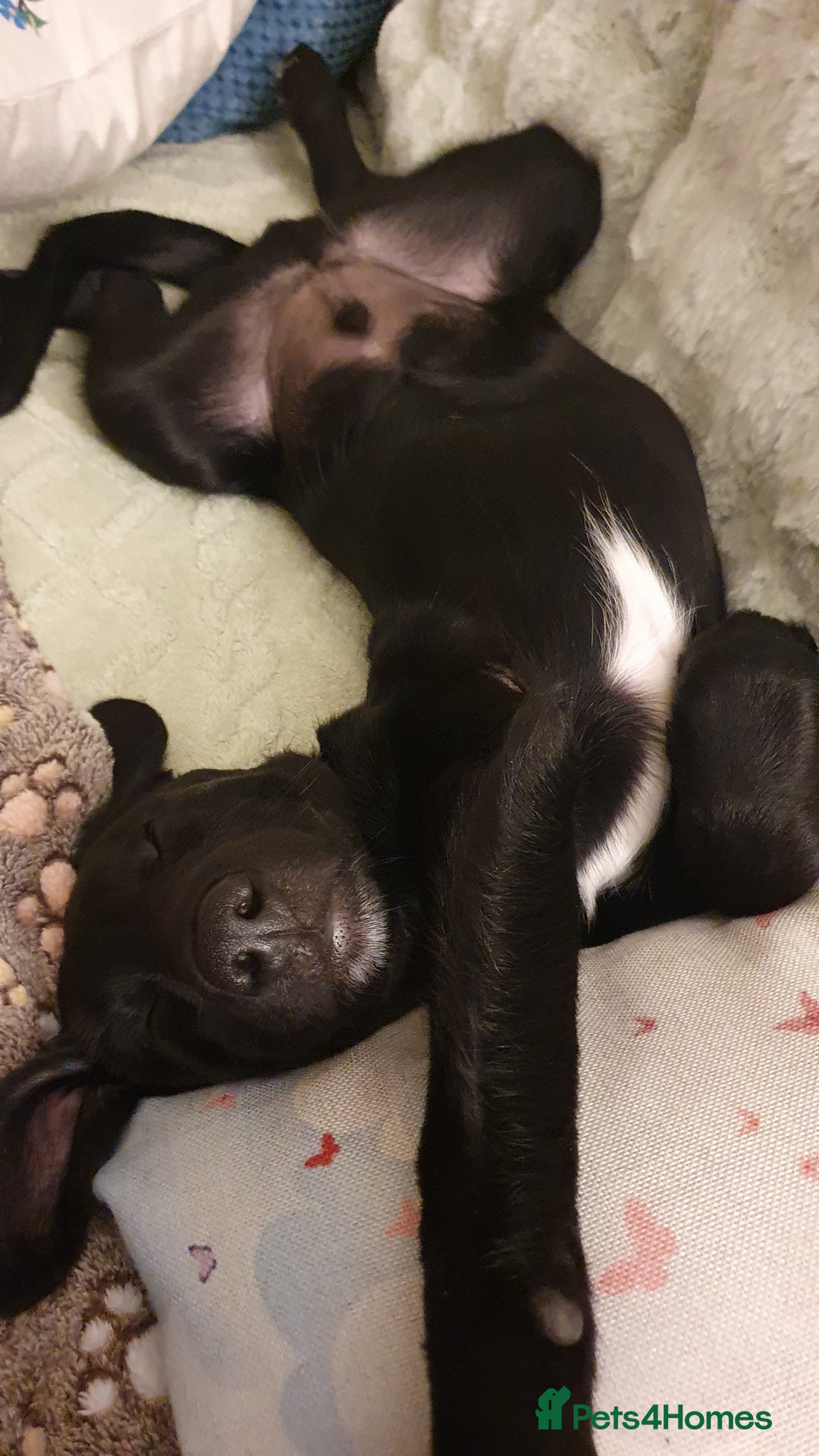 Borador dogs for sale: Lovely 2 year old lab/collie for sale - Advert 3