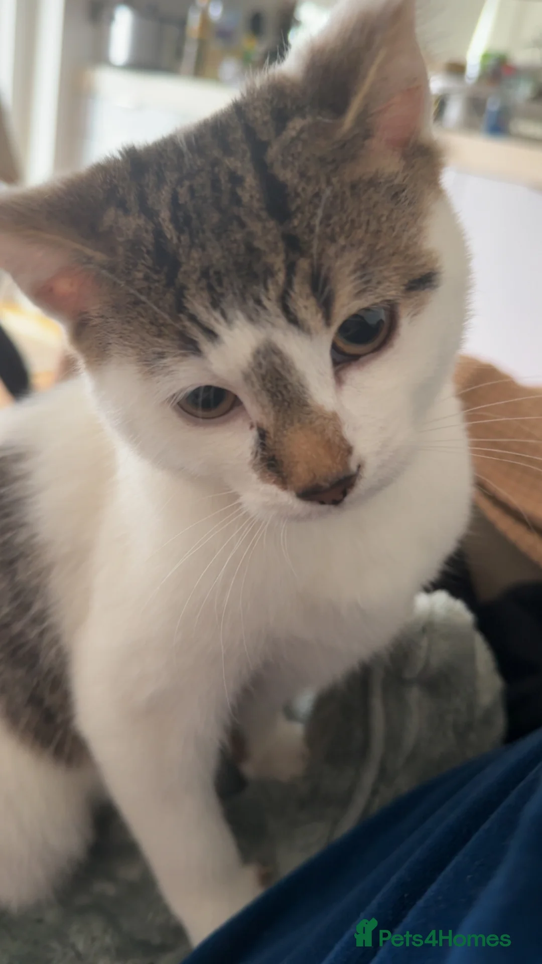 Domestic Shorthair cats for sale: Male tabby kitten  - Advert 4