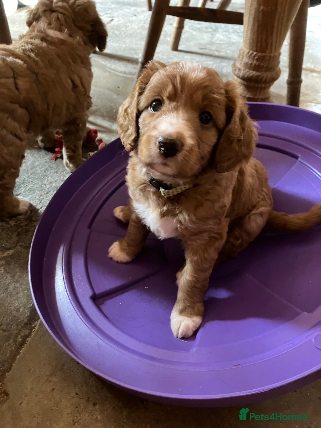 Australian Labradoodle dogs for sale: Stunning miniature Australian labradoodles - Image 17