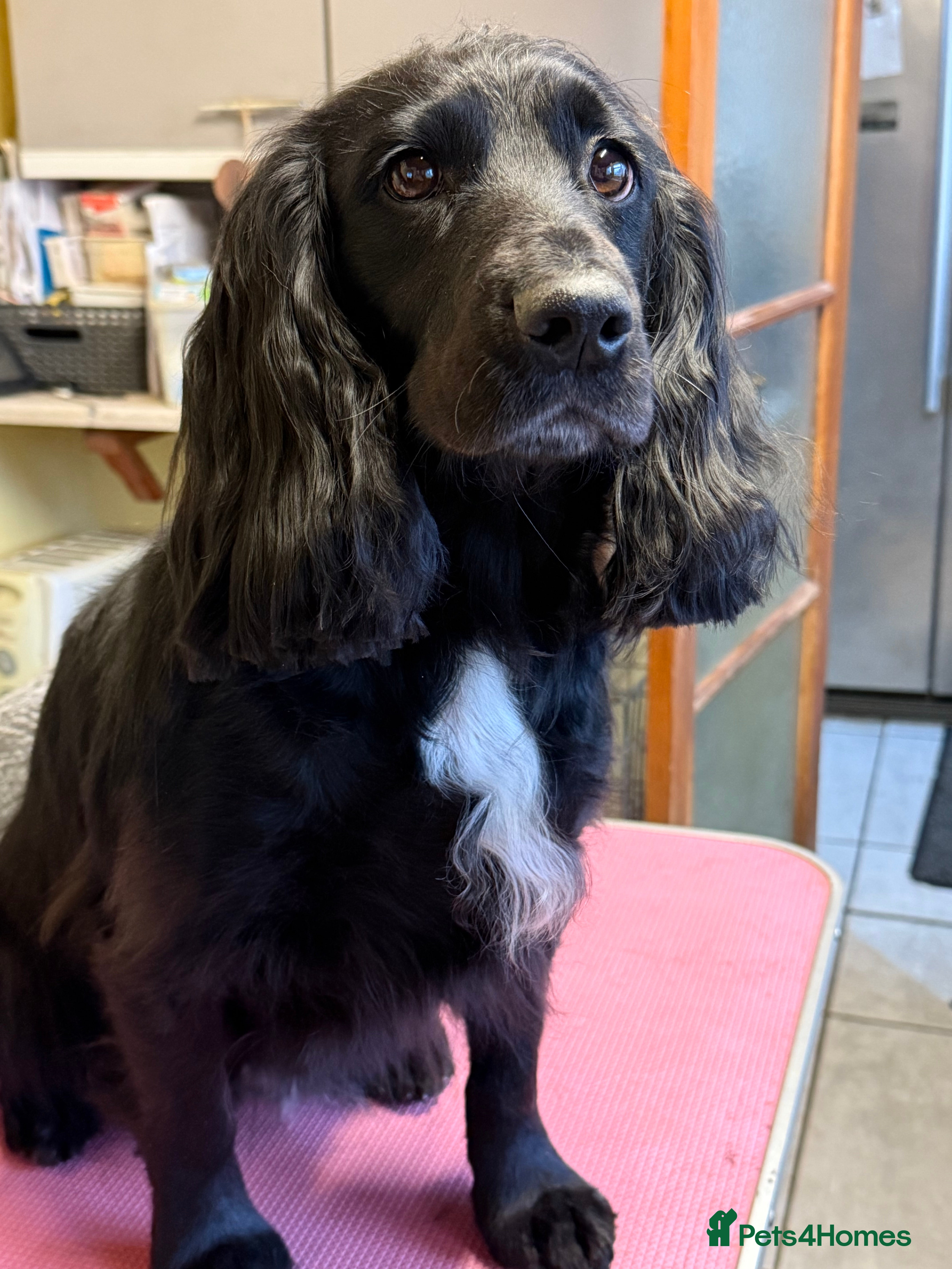 Cocker Spaniel dogs Adult Female Cocker Spaniel  - Advert 3