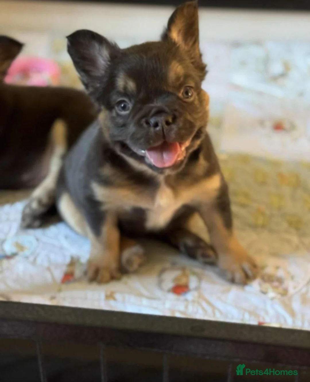 French Bulldog dogs for sale: KC Registered Fluffy French Bulldogs For Sale - Advert 2