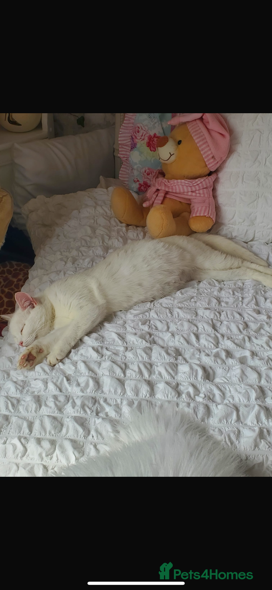 Mixed Breed cats Long haired white male kitten  - Advert 6
