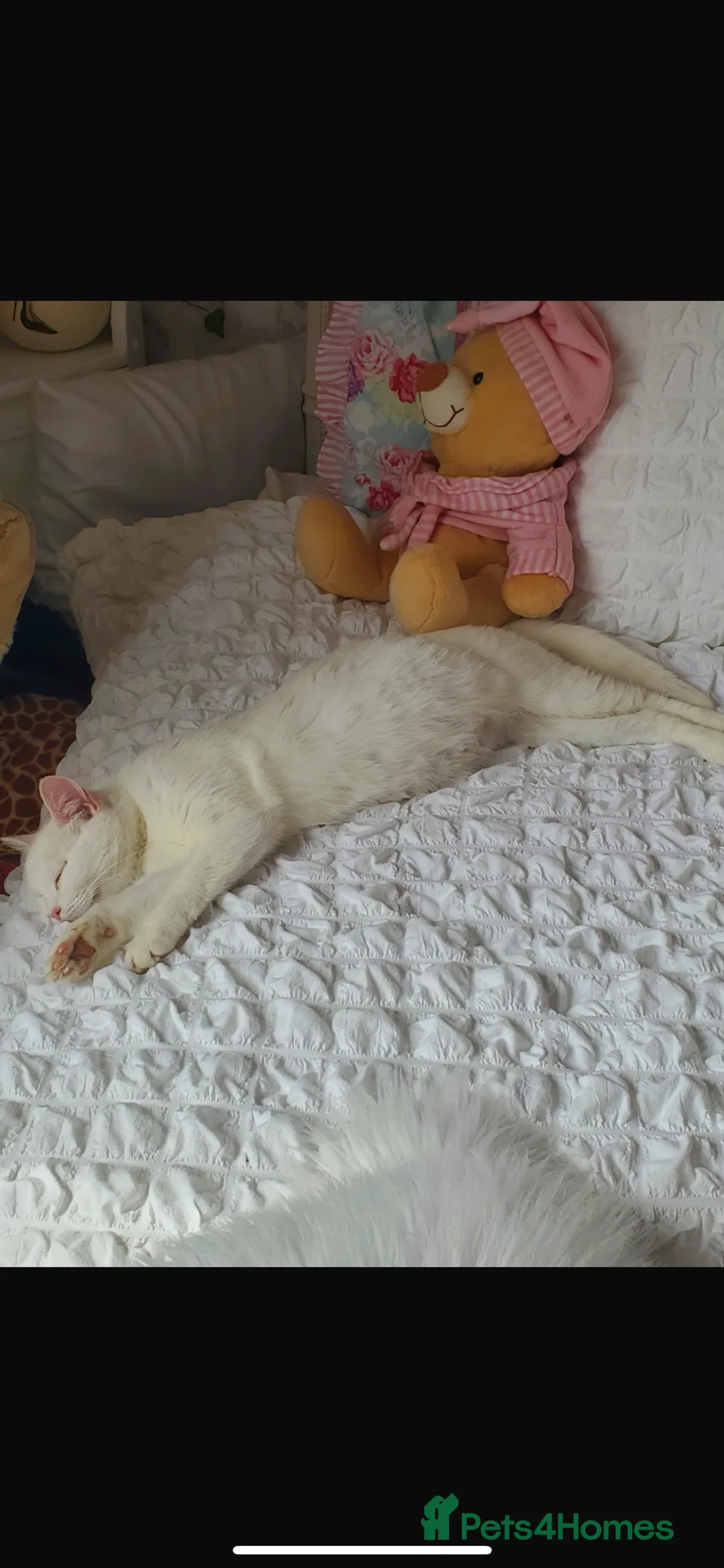 Mixed Breed cats for sale: Long haired white male kitten  - Advert 1