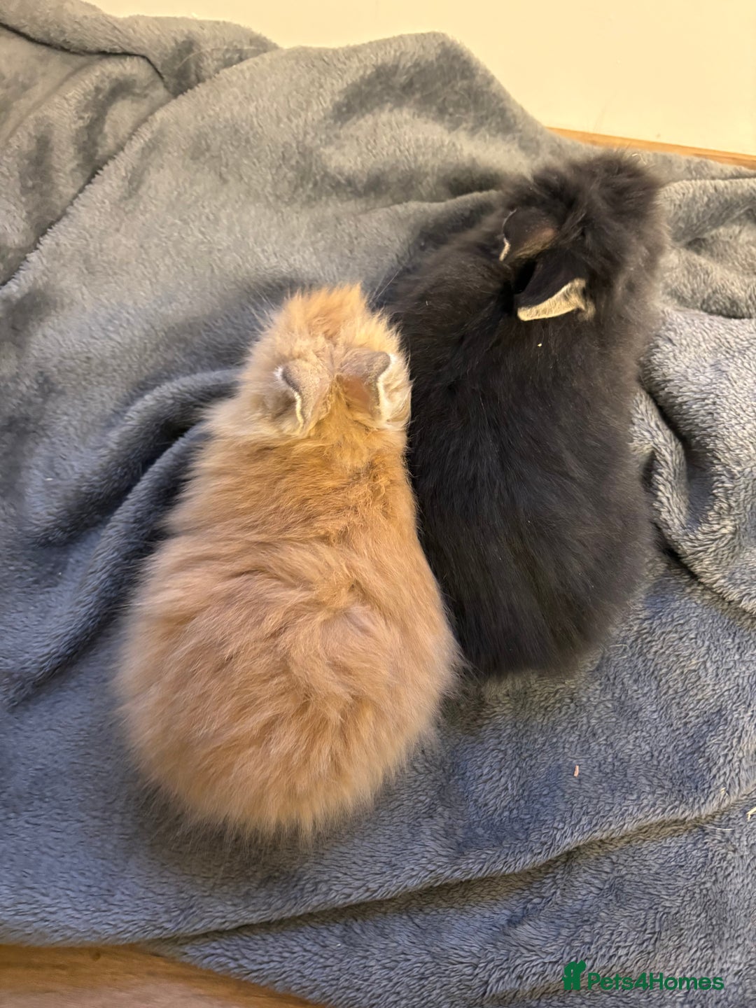 Lionhead rabbits for sale: Double maned lionhead babies  - Advert 4