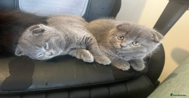 Scottish Fold cats - Advert 3