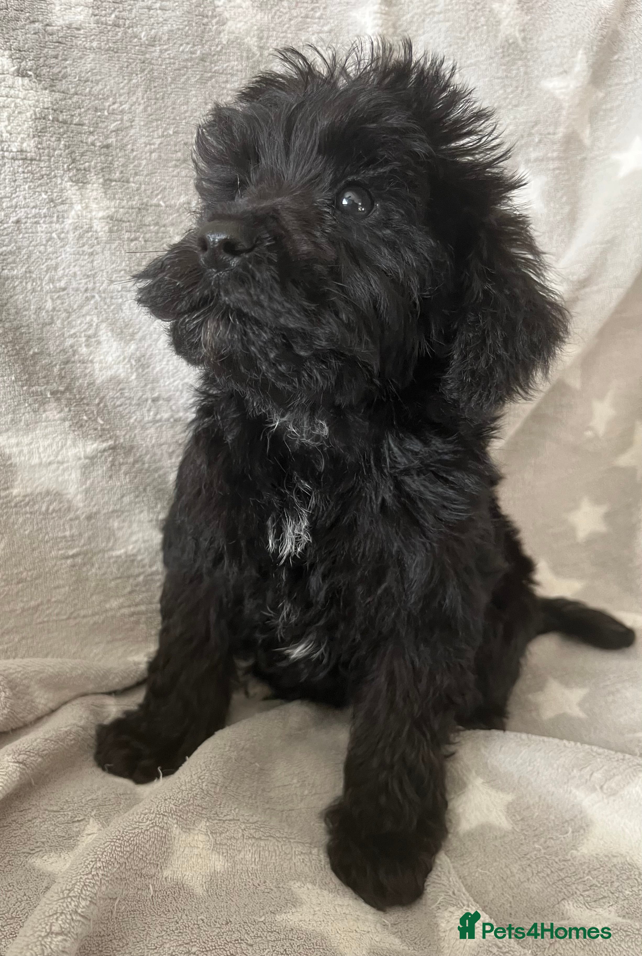 Schnoodle dogs Schnoodle pups for sale. Ready 11th October.  - Advert 2