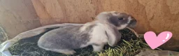 French Lop rabbits for sale: French lop babies for sale - Advert 5