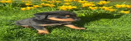 Rottweiler dogs for sale: Rottweiler puppies 3 girls left ready 1st April x - Advert 7