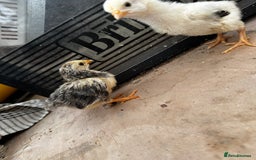 Chickens poultry for sale: PURE BRED CHICKS & DUCKLINGS  - Image 4