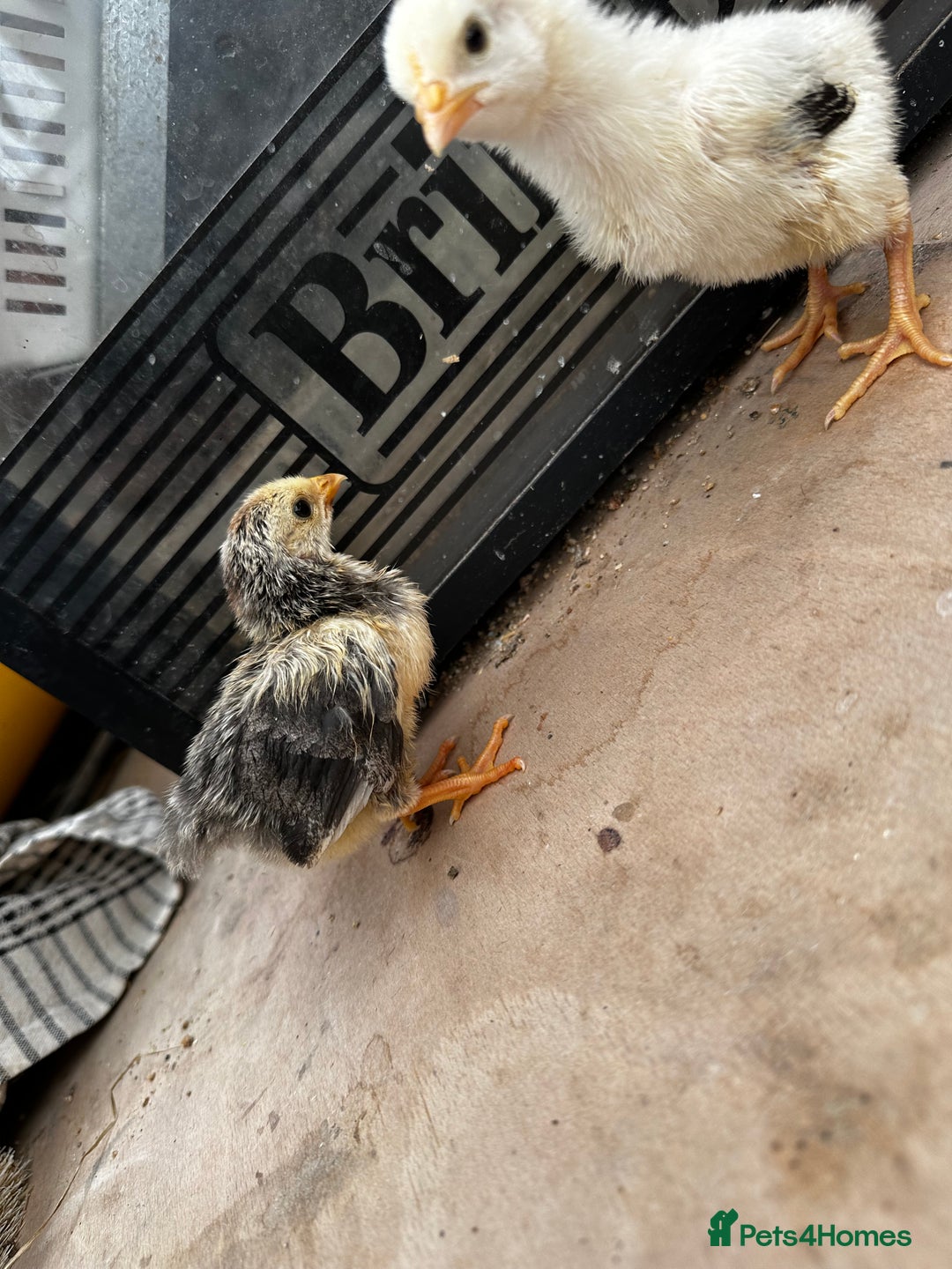 Chickens poultry for sale: PURE BRED CHICKS & DUCKLINGS  - Image 4