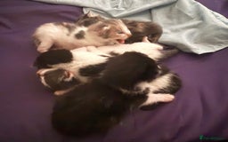 Mixed Breed cats for sale: Kittens 2 males 1 female for sale  - Image 2