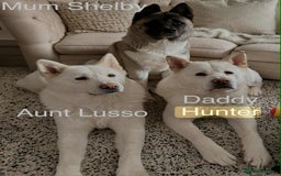 Akita dogs for sale: Akita puppies 1 boy 2 girls(READY TO GO NEXT WEEK) - Image 13