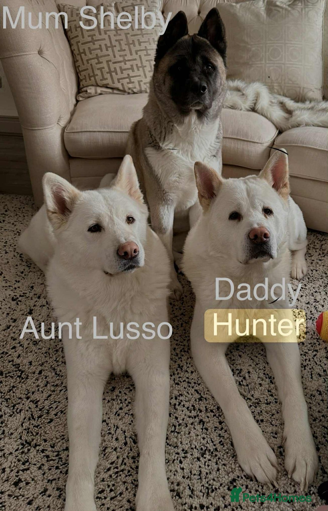Akita dogs for sale: Akita puppies 1 boy 2 girls(READY TO GO NEXT WEEK) - Image 13