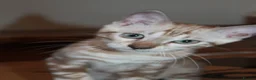 Bengal cats for sale: Reduced Last Male Snow Marble TICA Bengal Left 🤍 - Advert 7