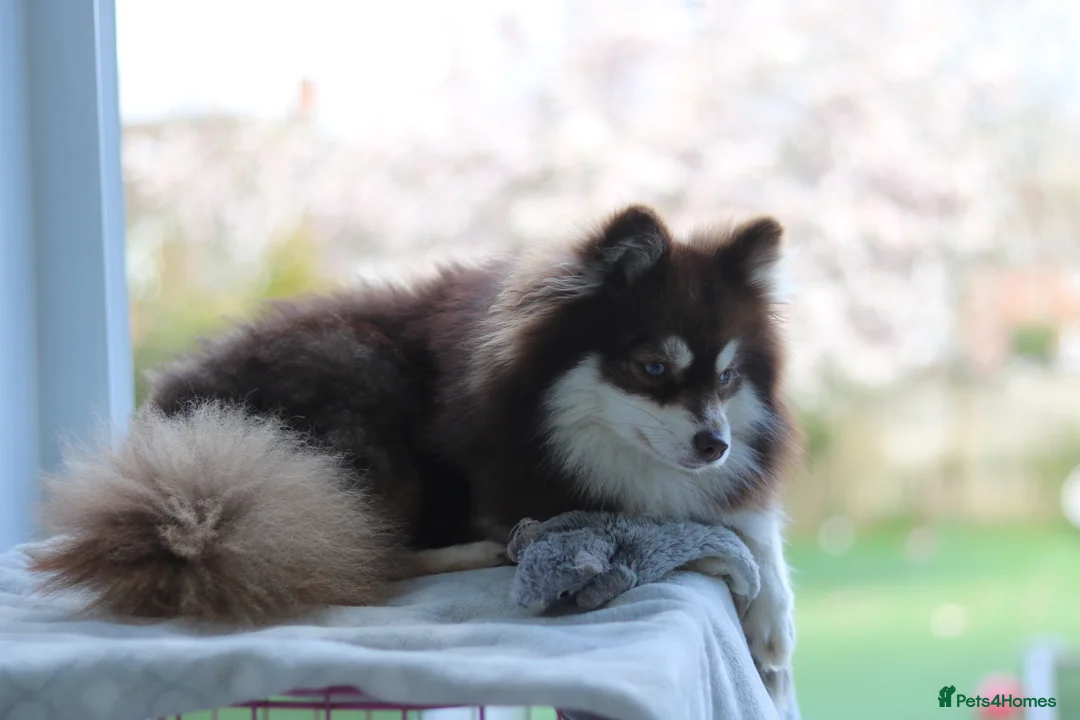 Pomsky dogs for sale: Toy pomsky female  - Advert 1