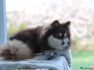 Pomsky dogs Toy pomsky female - Advert 2