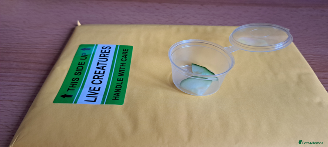 Snails invertebrates for sale: 10 x young Pink Ramshorn snails - Image 4
