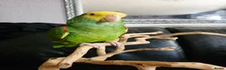 Parrots birds for sale: Double Yellow headed Amazon - Advert 10