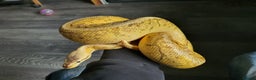 Python Snake reptiles for sale: Ball pythons adult males ,banana, lemon blast - Advert 6