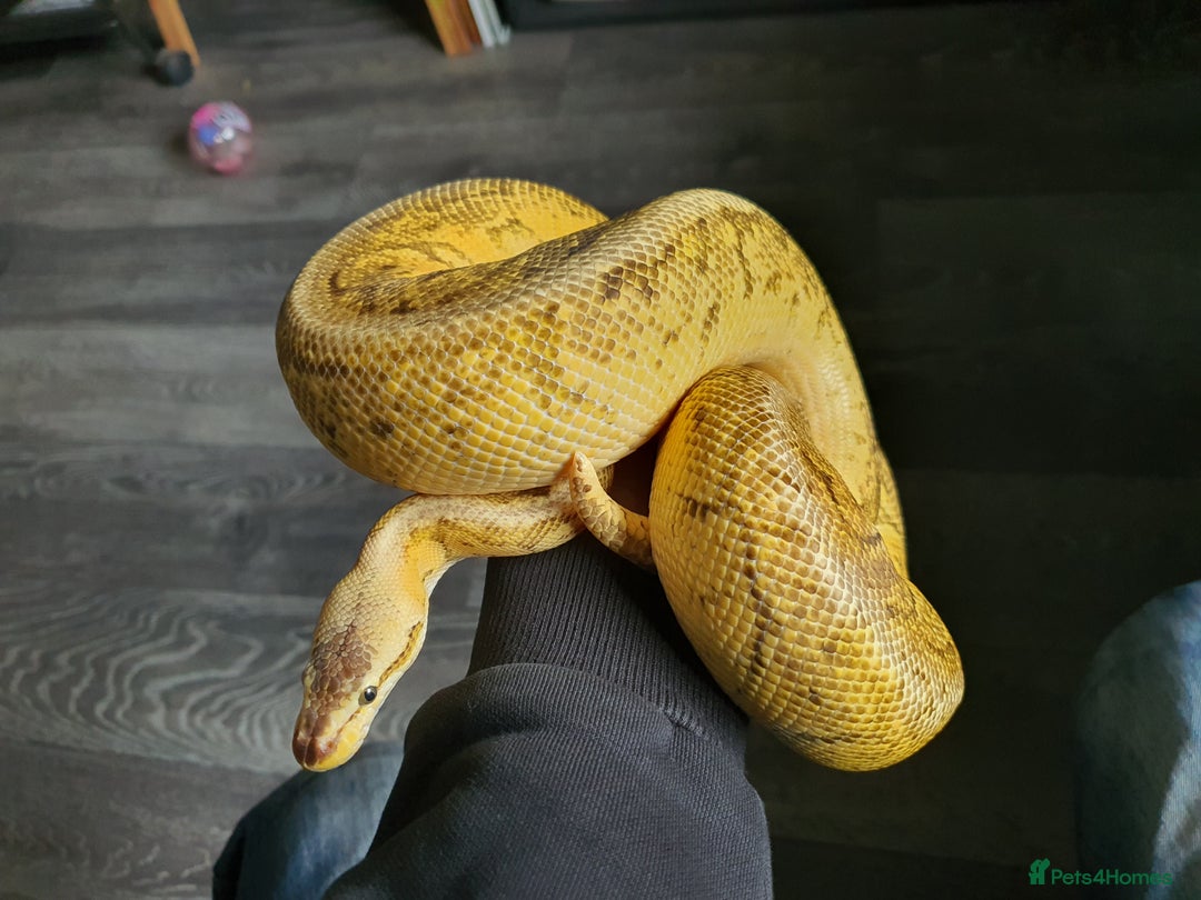 Python Snake reptiles for sale: Ball pythons adult males ,banana, lemon blast - Advert 6