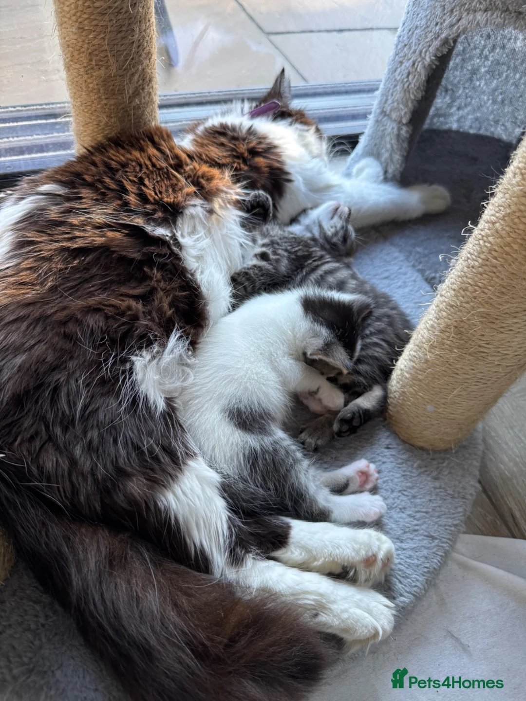 Mixed Breed cats for sale: 4 Adorable Little Kittens for sale in Watford - Advert 2