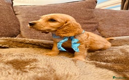Cocker Spaniel dogs for sale: Stunning Litter of KC Reg Cocker Spaniel Puppies - Image 8
