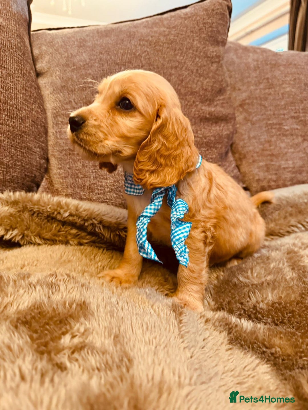 Cocker Spaniel dogs for sale: Stunning Litter of KC Reg Cocker Spaniel Puppies - Image 8