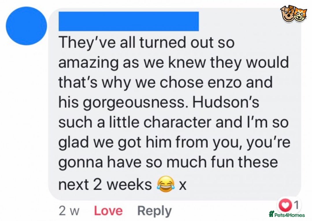 Chihuahua dogs for stud: KC Lilac Tri Long Coat Chihuahua Well Proven Stud in Washington - Advert 16