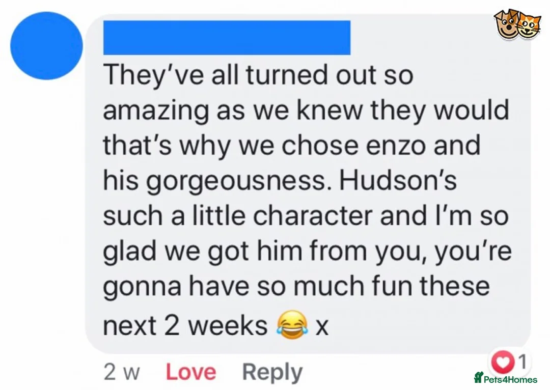 Chihuahua dogs for stud: KC Lilac Tri Long Coat Chihuahua Well Proven Stud in Washington - Advert 8