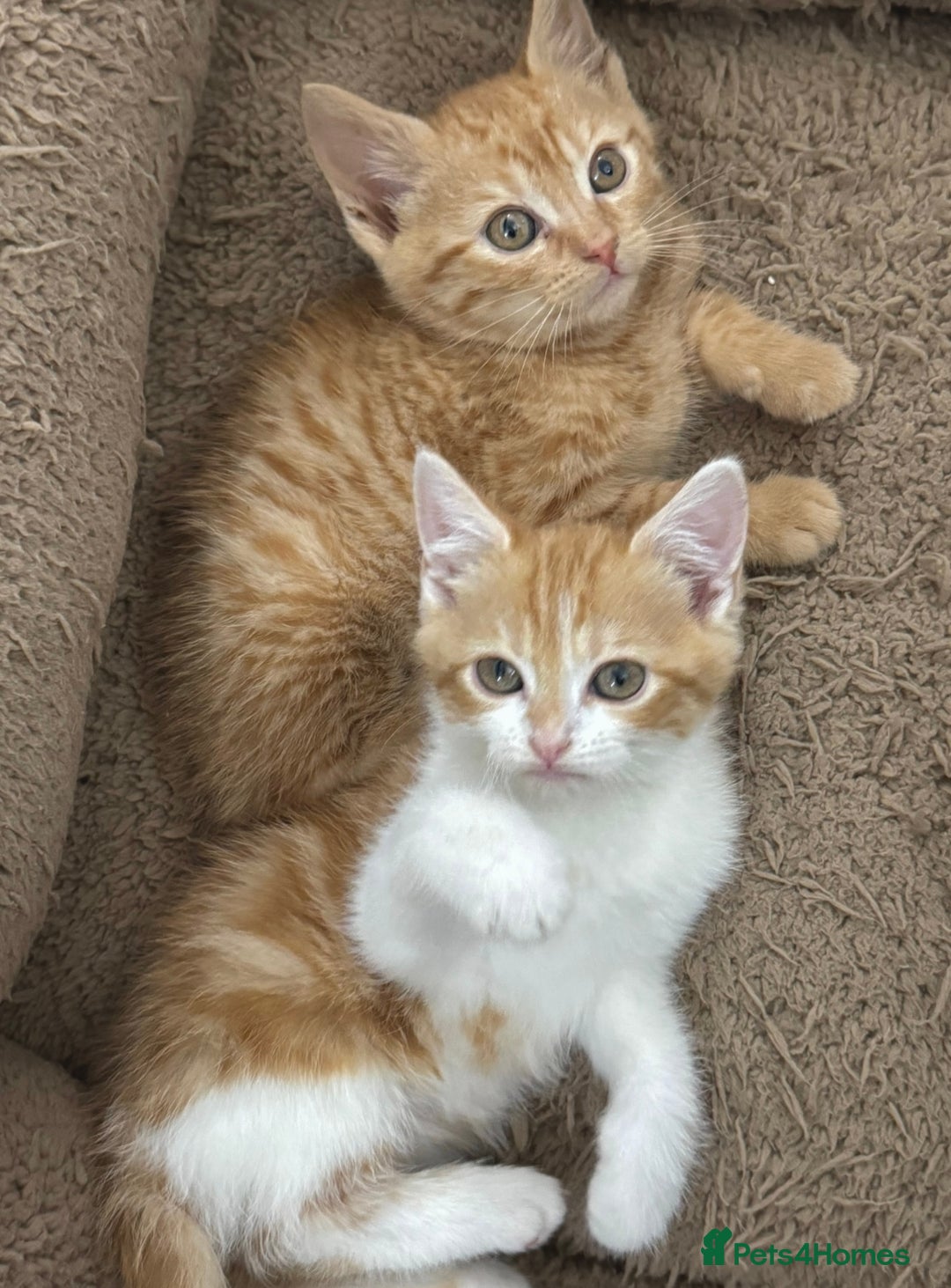 Mixed Breed cats for sale: GORGEOUS KITTYS  - Advert 11