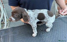 Mixed Breed dogs for sale: German shorthair pointer/wirehairpointer - Image 16