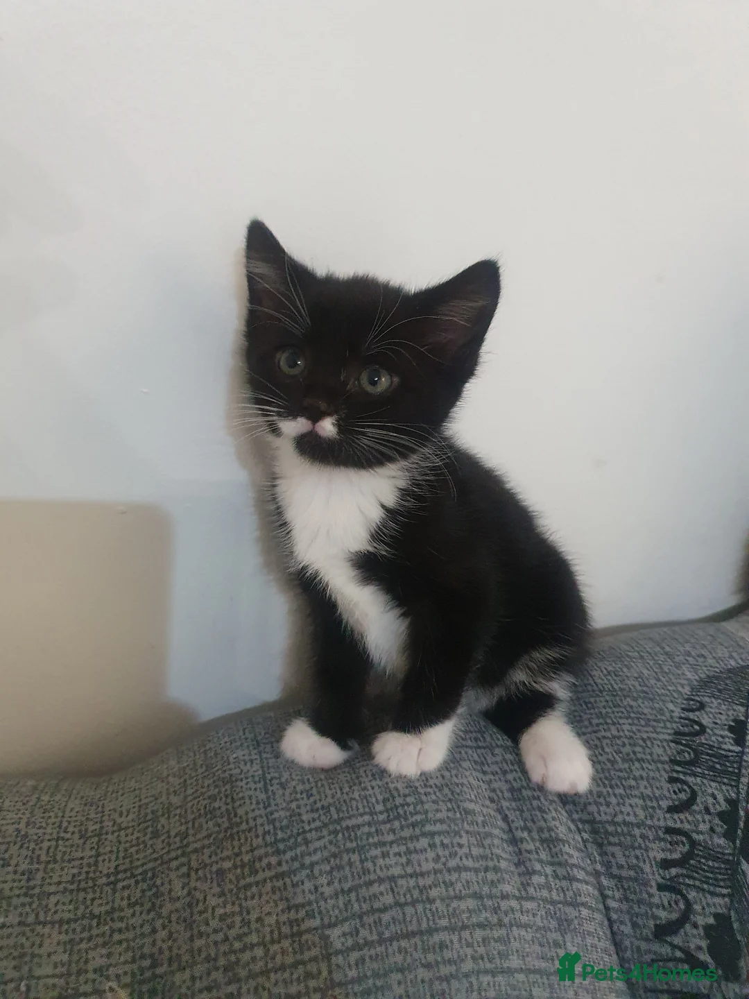 Domestic Shorthair cats for sale: 3 domestic shorthairs  in Sheffield - Advert 1