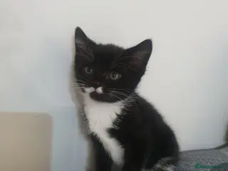 Domestic Shorthair cats 3 domestic shorthairs - Advert 3