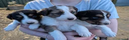 Border Collie dogs for sale: Border Collie Puppies  - Advert 1
