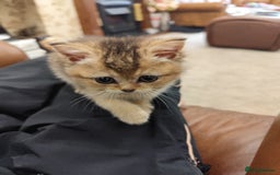 British Shorthair cats for sale: Golden British short hair - Image 2