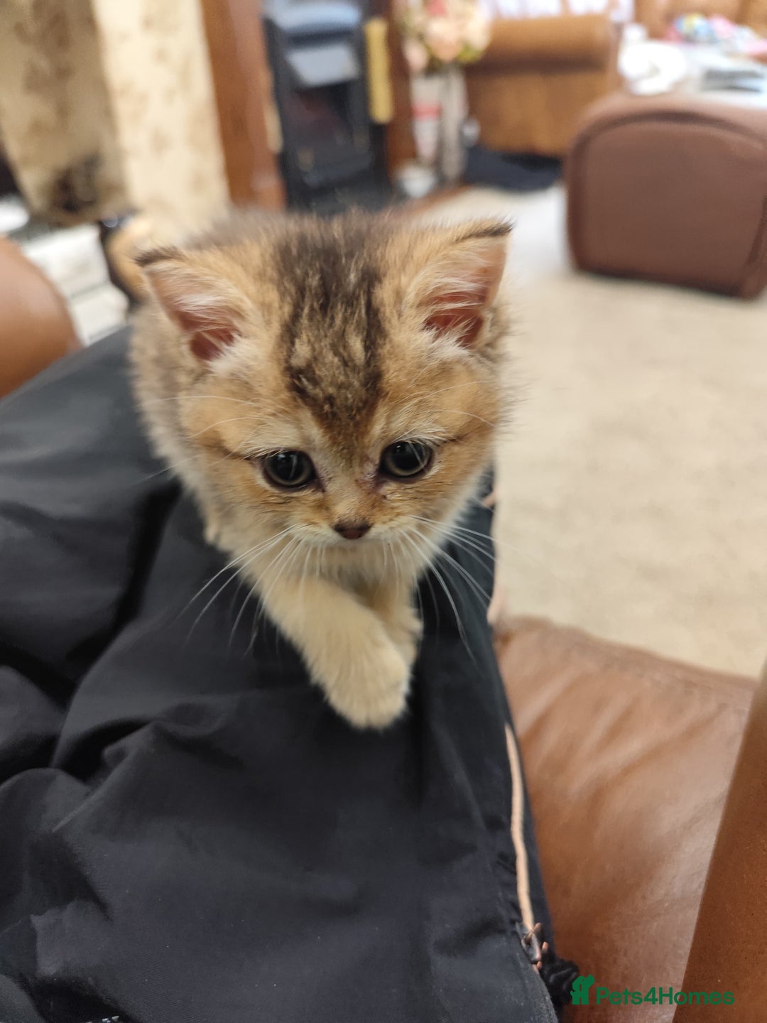 British Shorthair cats for sale: Golden British short hair - Image 2