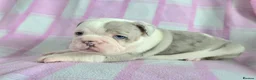 English Bulldog dogs for sale: F1 Mini bull x Kc reg English bulldog - Advert 11