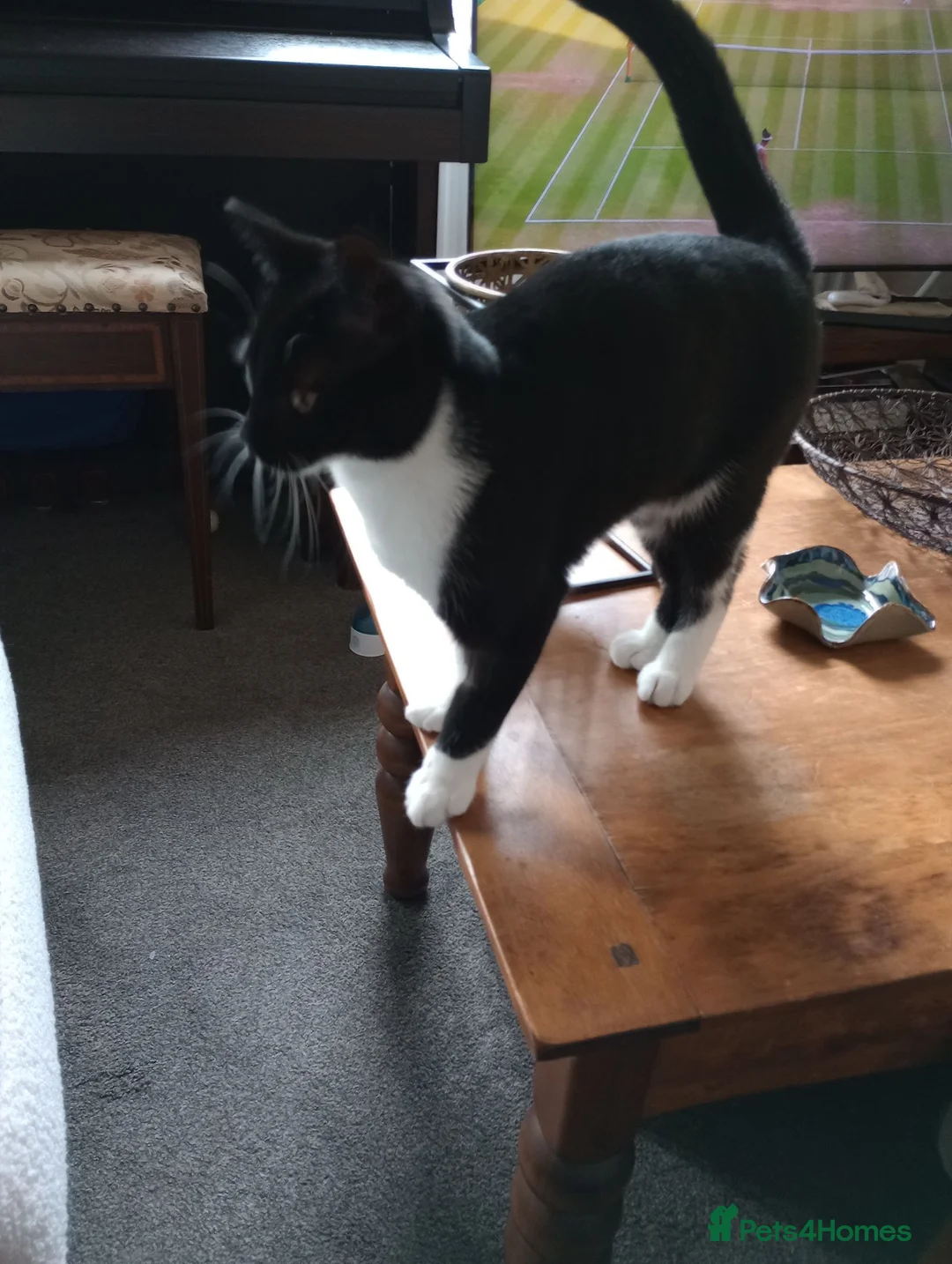 British Shorthair cats for sale: Lovely Neo in Rochdale - Advert 5