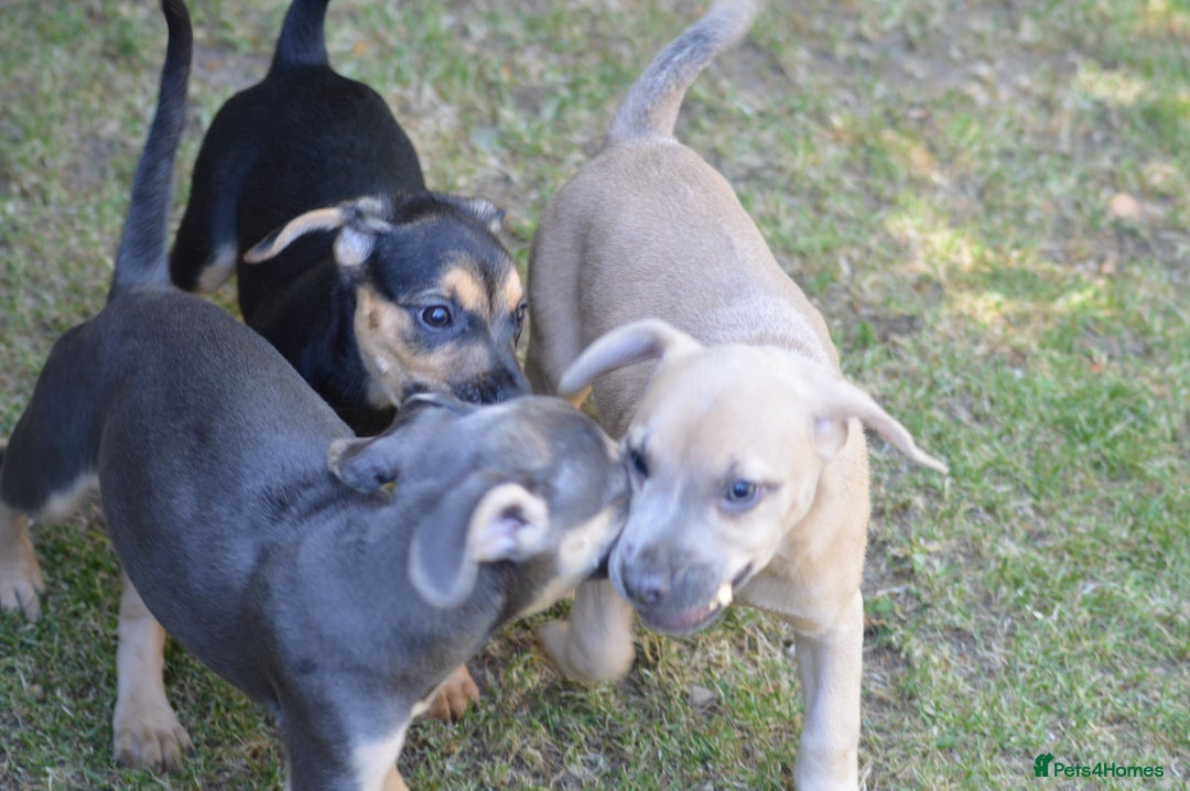 Mixed Breed dogs for sale: Mixed Breed Pups - Image 3