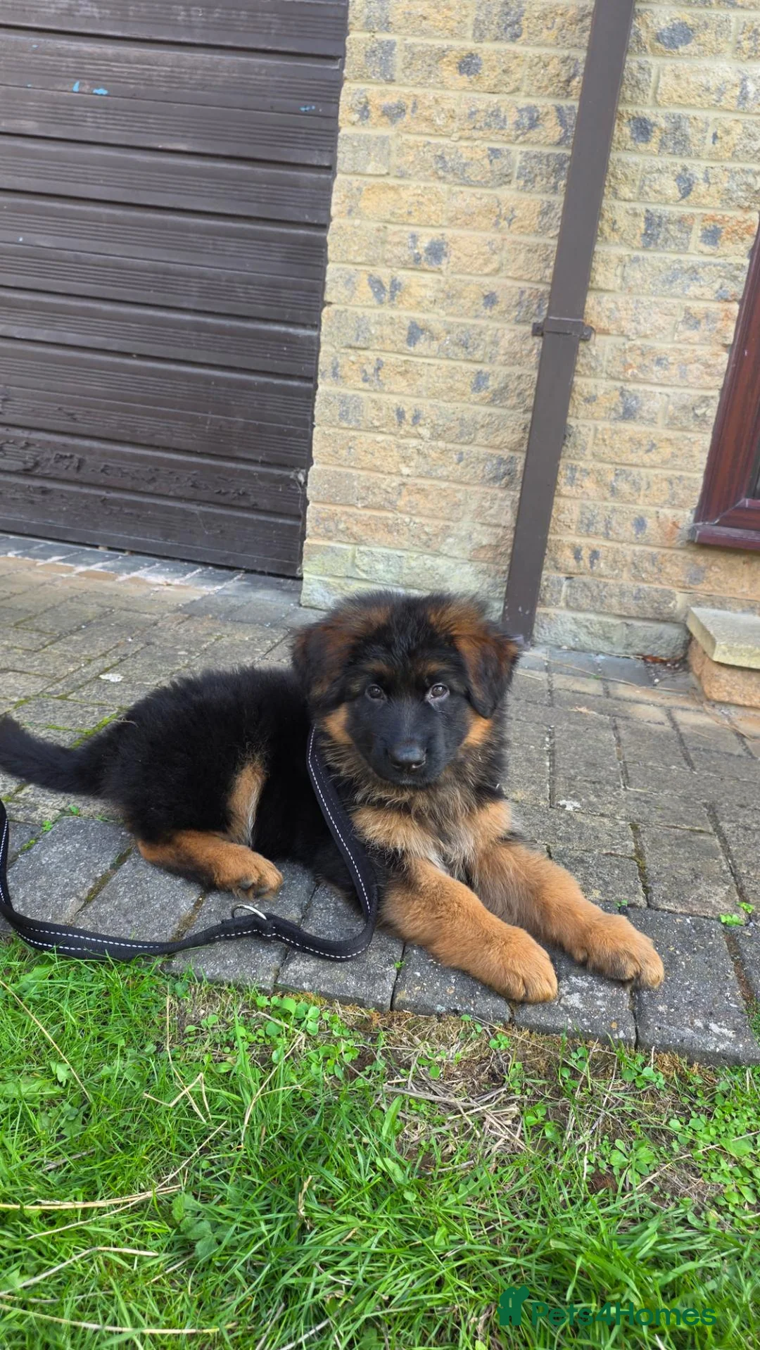 German Shepherd dogs for sale: Long hair German Shepherd puppy full health tests - Advert 1