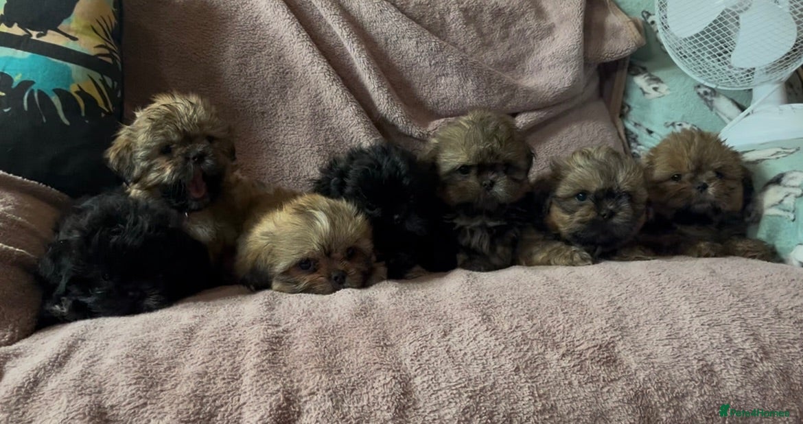 Shih Tzu dogs Beautiful litter for sale. - Advert 16