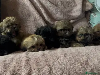 Shih Tzu dogs Beautiful litter for sale. - Advert 3