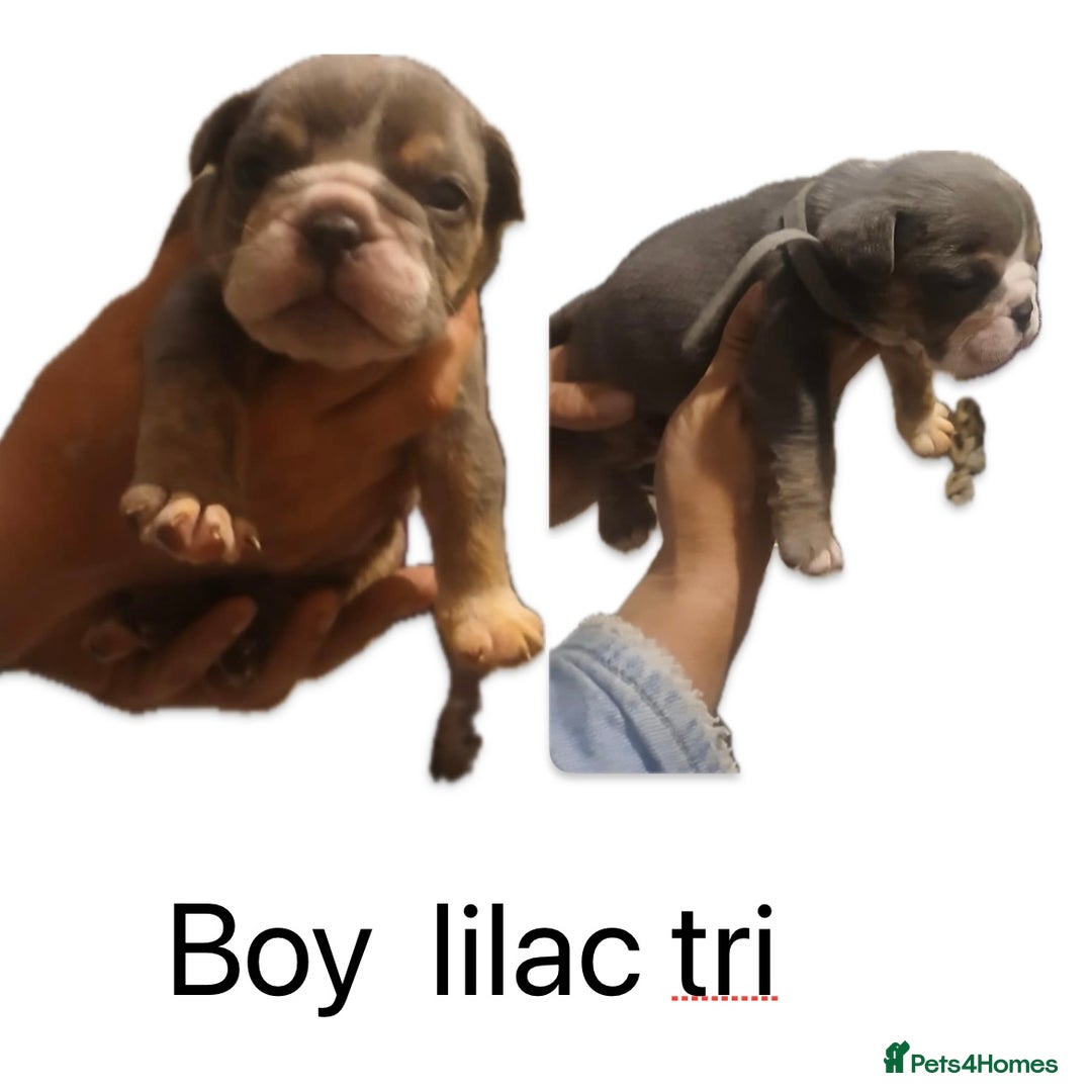Olde English Bulldogge dogs for sale: NEBB REG OLDE ENGLISH BULLDOG  - Image 29