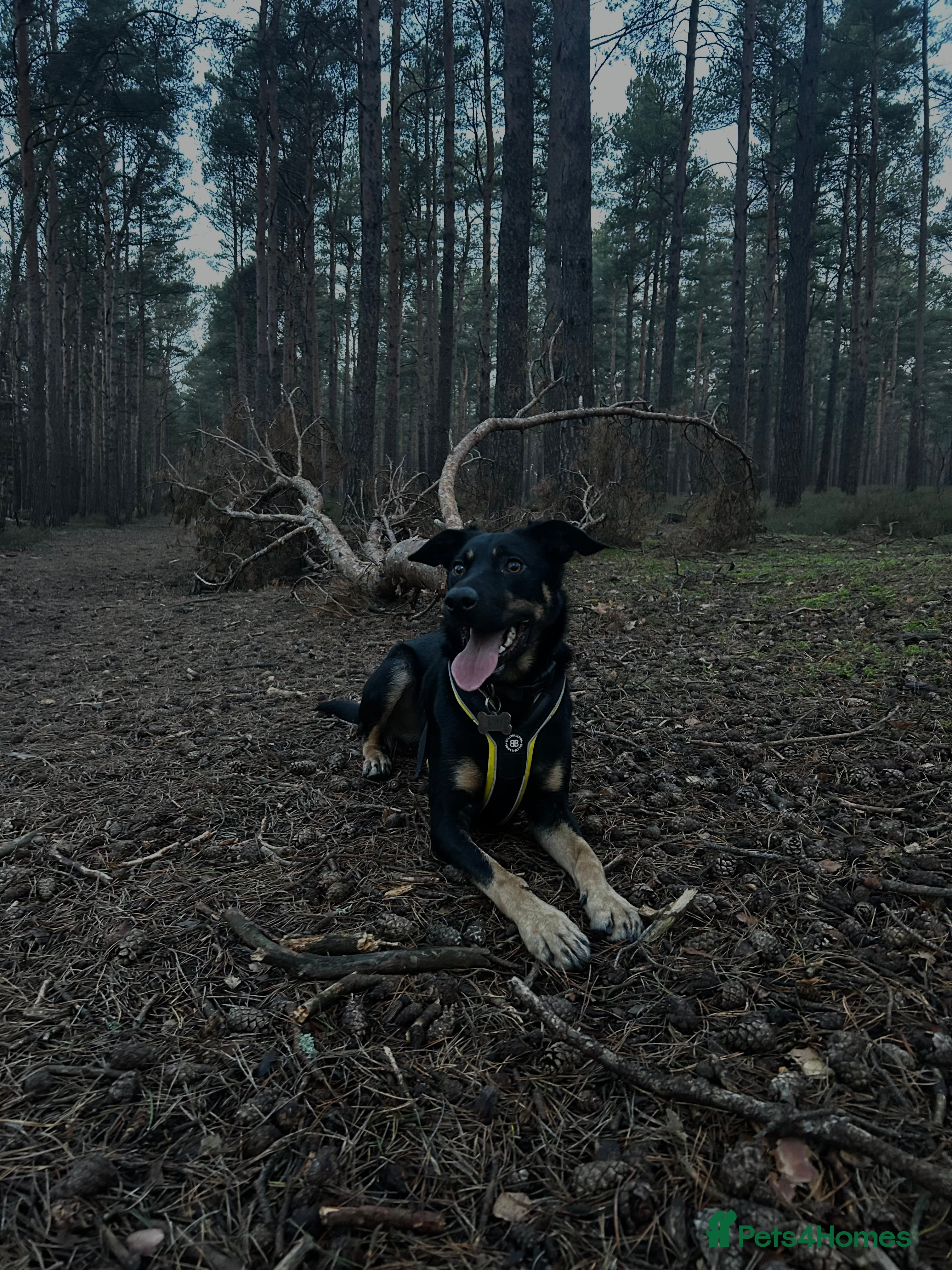 Australian Kelpie dogs Kal, Australian Kelpie  - Advert 1