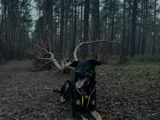 Australian Kelpie dogs Kal, Australian Kelpie - Advert 1