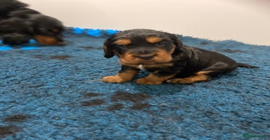 Cocker Spaniel dogs 2 super Black and Tan boy cocker spaniel puppies  - Advert 1