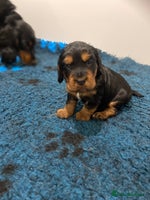 Cocker Spaniel dogs 2 super Black and Tan boy cocker spaniel puppies - Advert 3