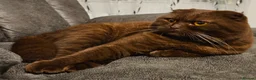 Scottish Fold cats for stud: Chocolate FOLD male for STUD  - Advert 1
