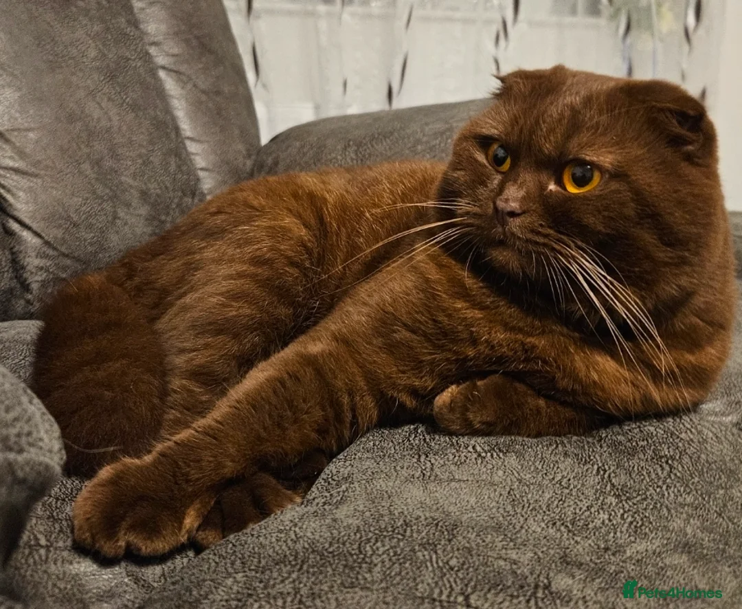 Scottish Fold cats for stud: Chocolate FOLD male for STUD  - Advert 1